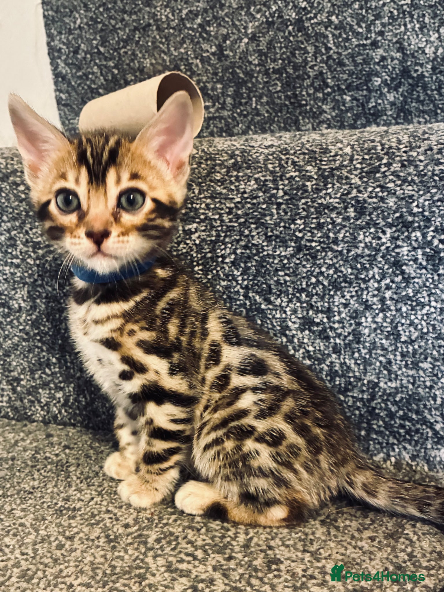 Bengal cats FINAL TWO ! Amazing Bengal kittens  - Advert 1