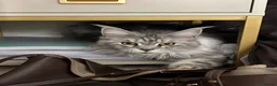 Maine Coon cats for sale: Gorgeous TICA Registered Maine Coon Kittens - Advert 23