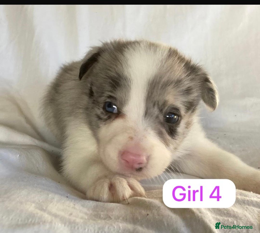 Border Collie dogs for sale: KC registered border collie puppies - Advert 15