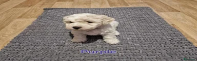 Bichon Frise Puppy Purple