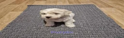 Bichon Frise dogs for sale: Bichon Frise Puppies – Champion Bloodlines  - Advert 2