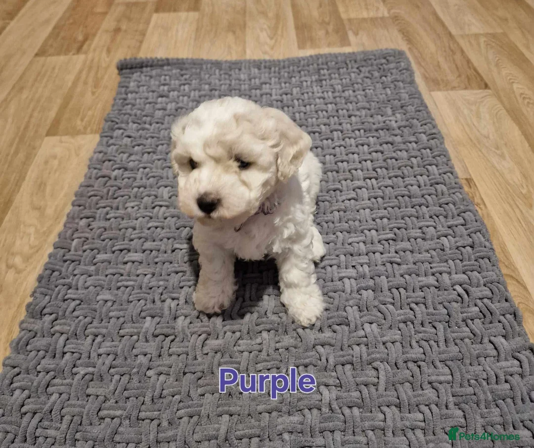 Bichon Frise dogs for sale: Bichon Frise Puppies – Champion Bloodlines  - Advert 2