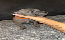 Mixed Breed dogs for sale: ‼️‼️ STAFF x FRENCH BULLDOG ‼️‼️ - Image 8