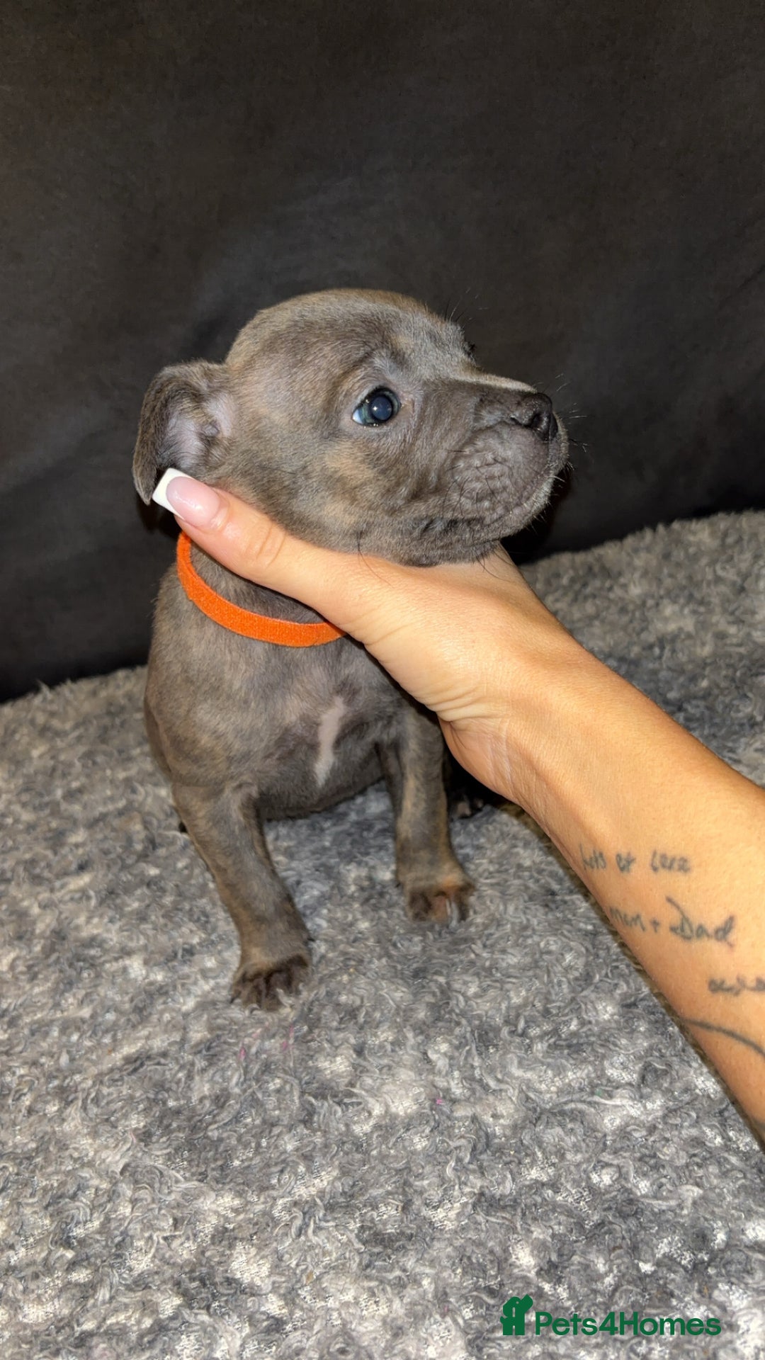 Mixed Breed dogs for sale: ‼️‼️ STAFF x FRENCH BULLDOG ‼️‼️ - Image 8