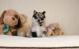 Pomsky dogs for sale: 5 tiny toy pomsky pups - Image 4