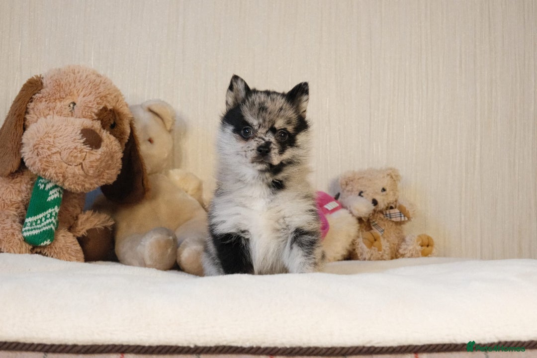 Pomsky dogs for sale: 5 tiny toy pomsky pups - Image 4