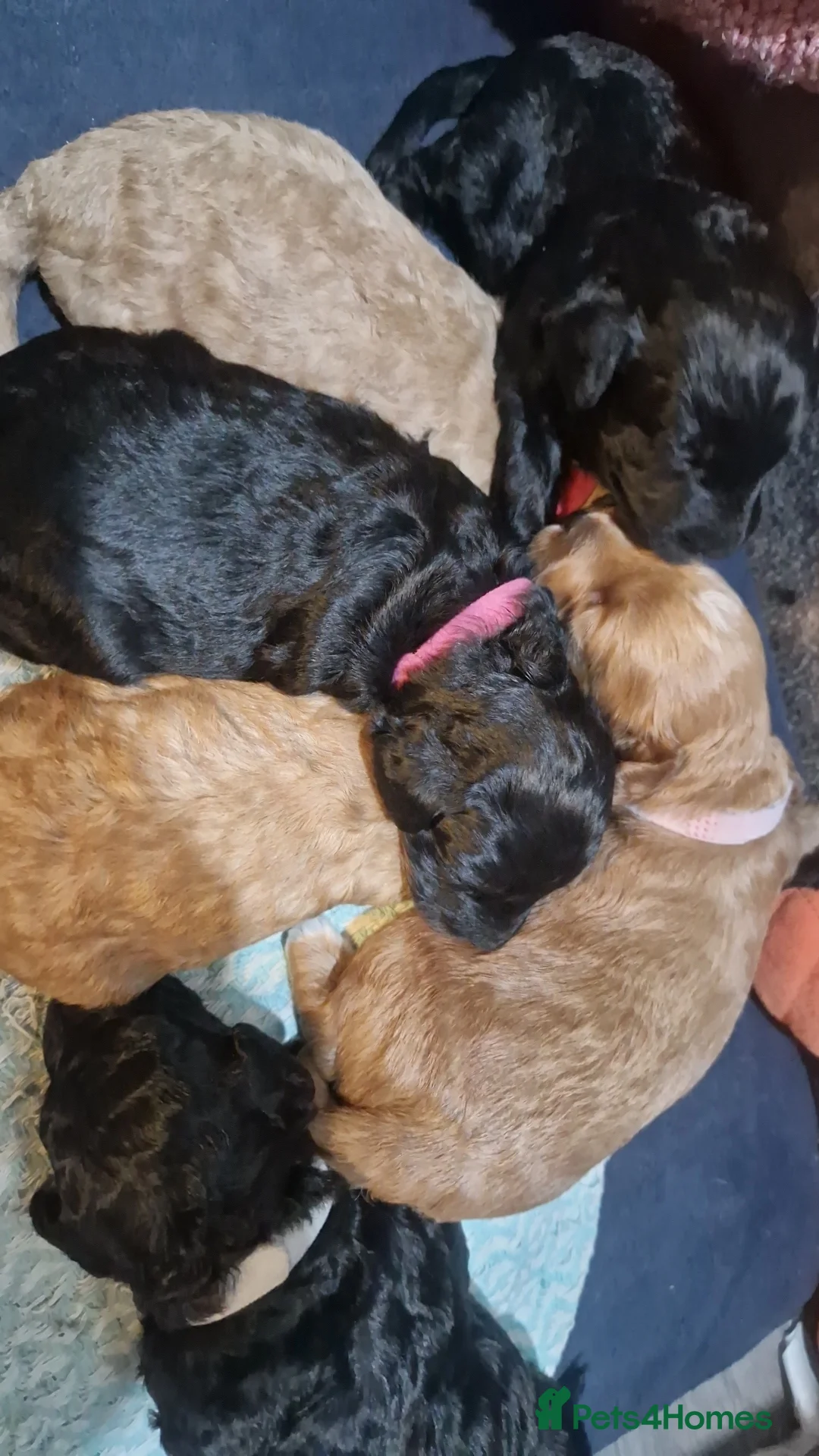 Cockapoo dogs for sale: Toy cockerpoos  - Advert 26