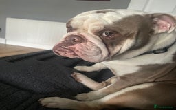 English Bulldog dogs for sale: Bronson - Image 2