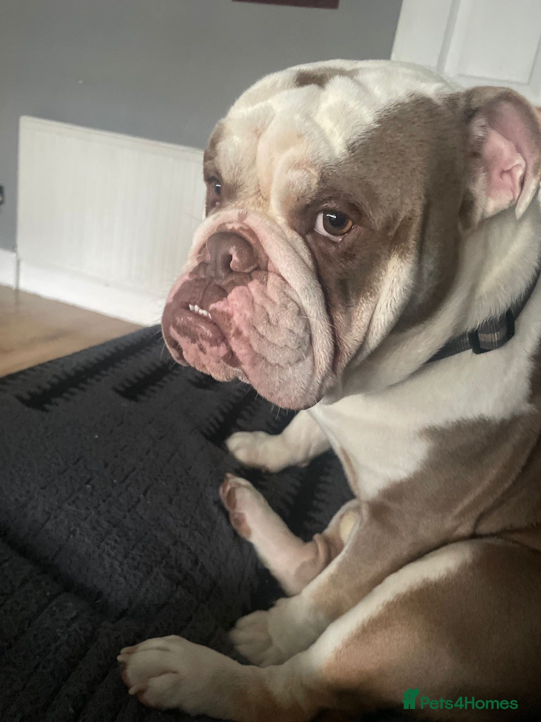 English Bulldog dogs for sale: Bronson - Image 2