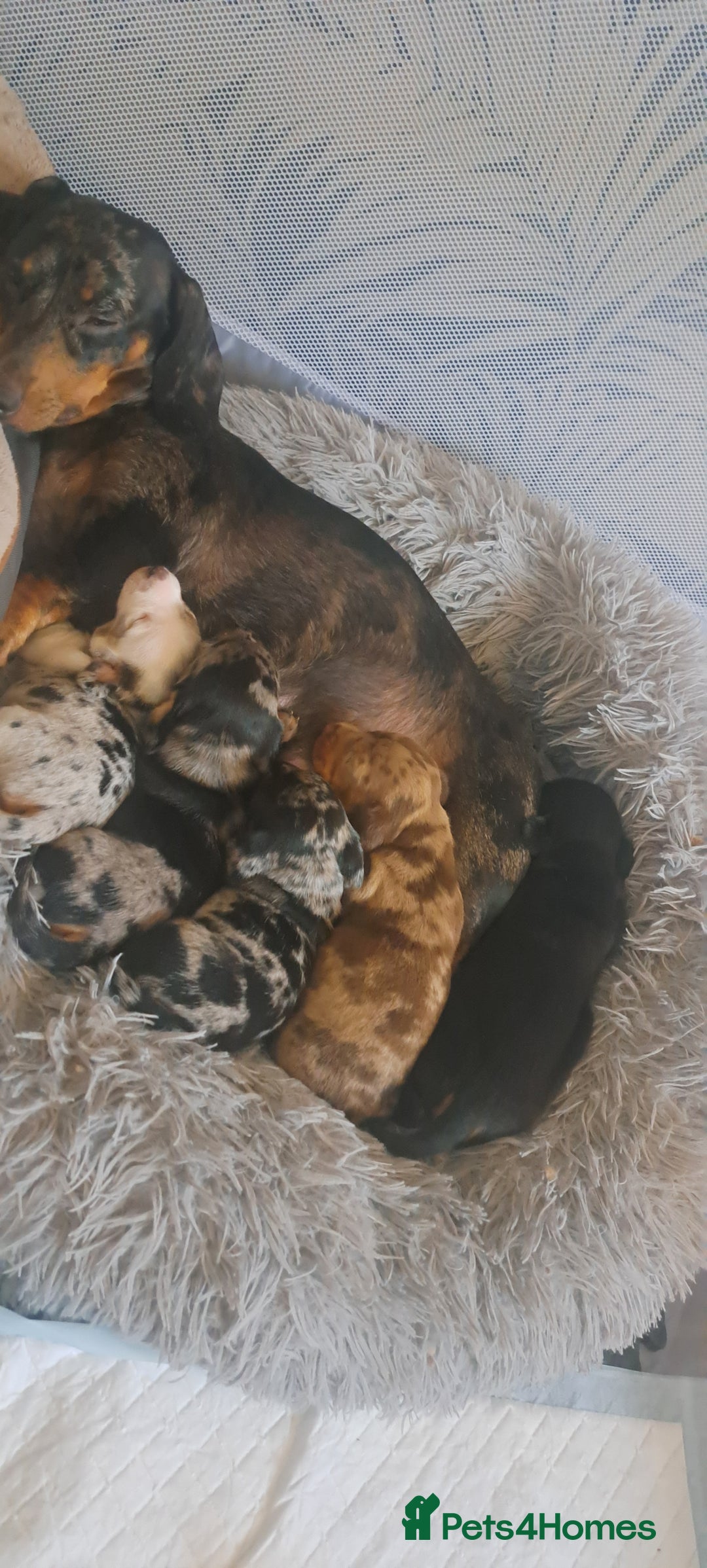 Dachshund dogs for sale: STUNNINGLY,  GORGEOUS DACHSHUND PUPPIES 🐶 😍  - Image 25