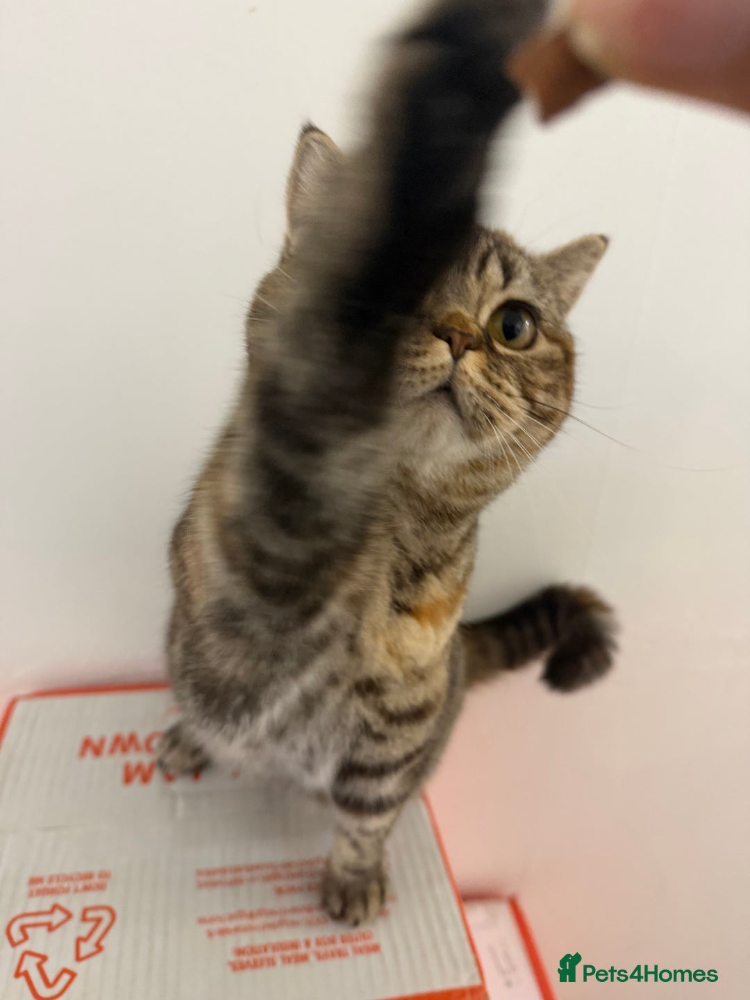 British Shorthair cats for sale: Luna & Leo  - Advert 20