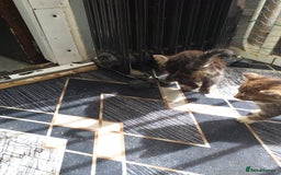 Mixed Breed cats for sale: Kittens  - Image 3
