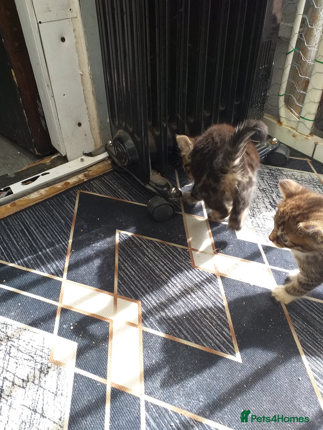 Mixed Breed cats for sale: Kittens  - Image 3