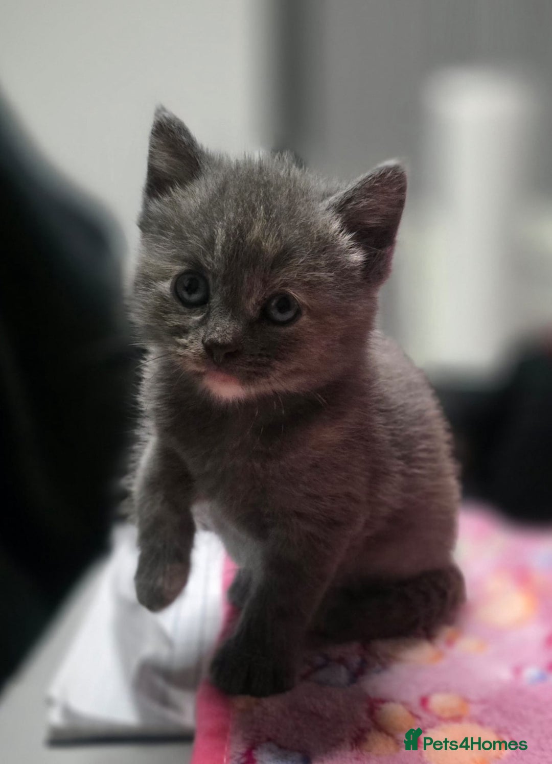 Mixed Breed cats for sale: 5 mixed kittens for sale! - Image 11