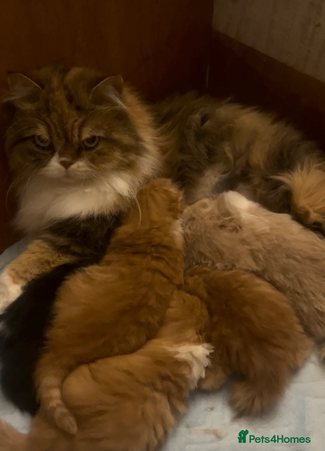 British Longhair cats for sale: Adorable girl - Advert 5