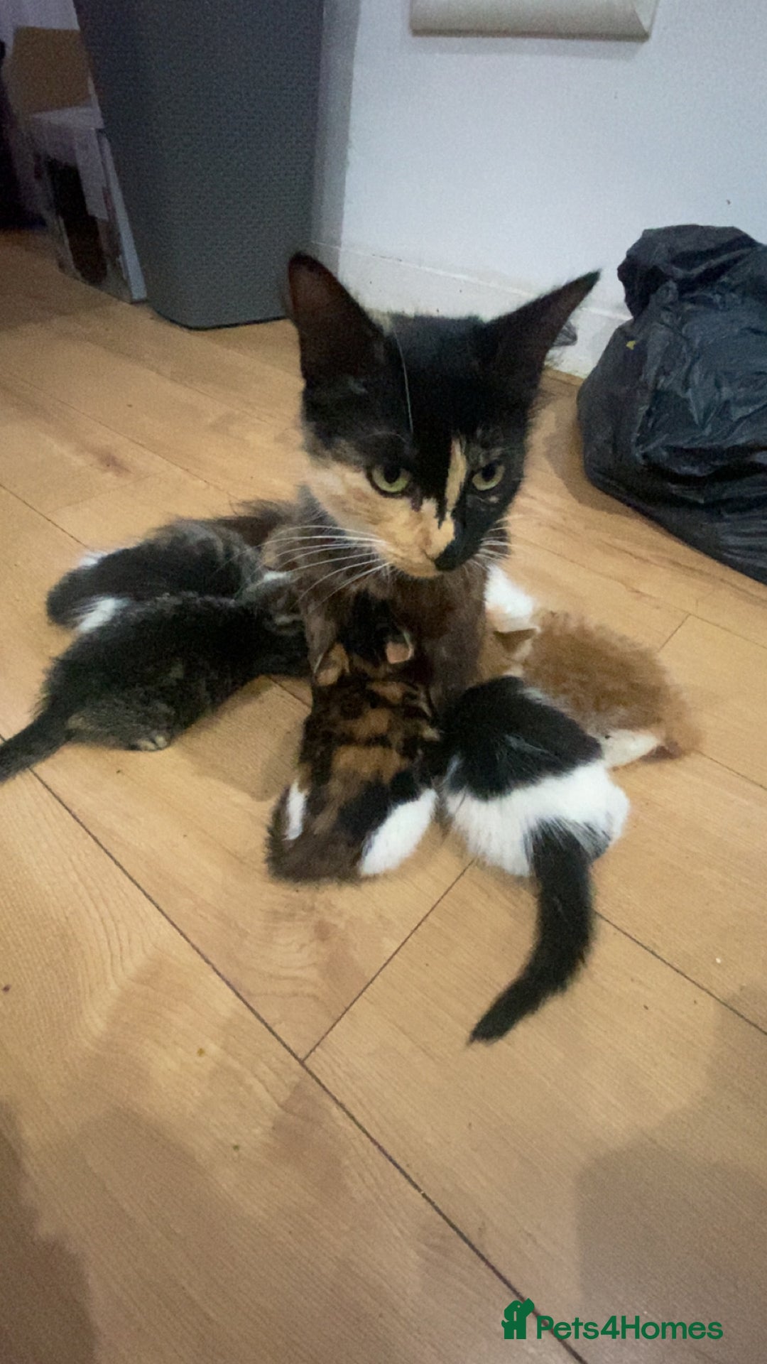 British Longhair cats for sale: Beautiful longhair kittens for rehoming  - Image 1