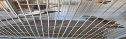 Budgerigars birds for sale: 4 Breeding pair of budgies and chicks in London - Advert 7