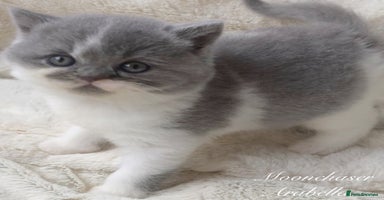 British Shorthair cats Gorgeous British Shorthairs TICA Registered - Advert 3