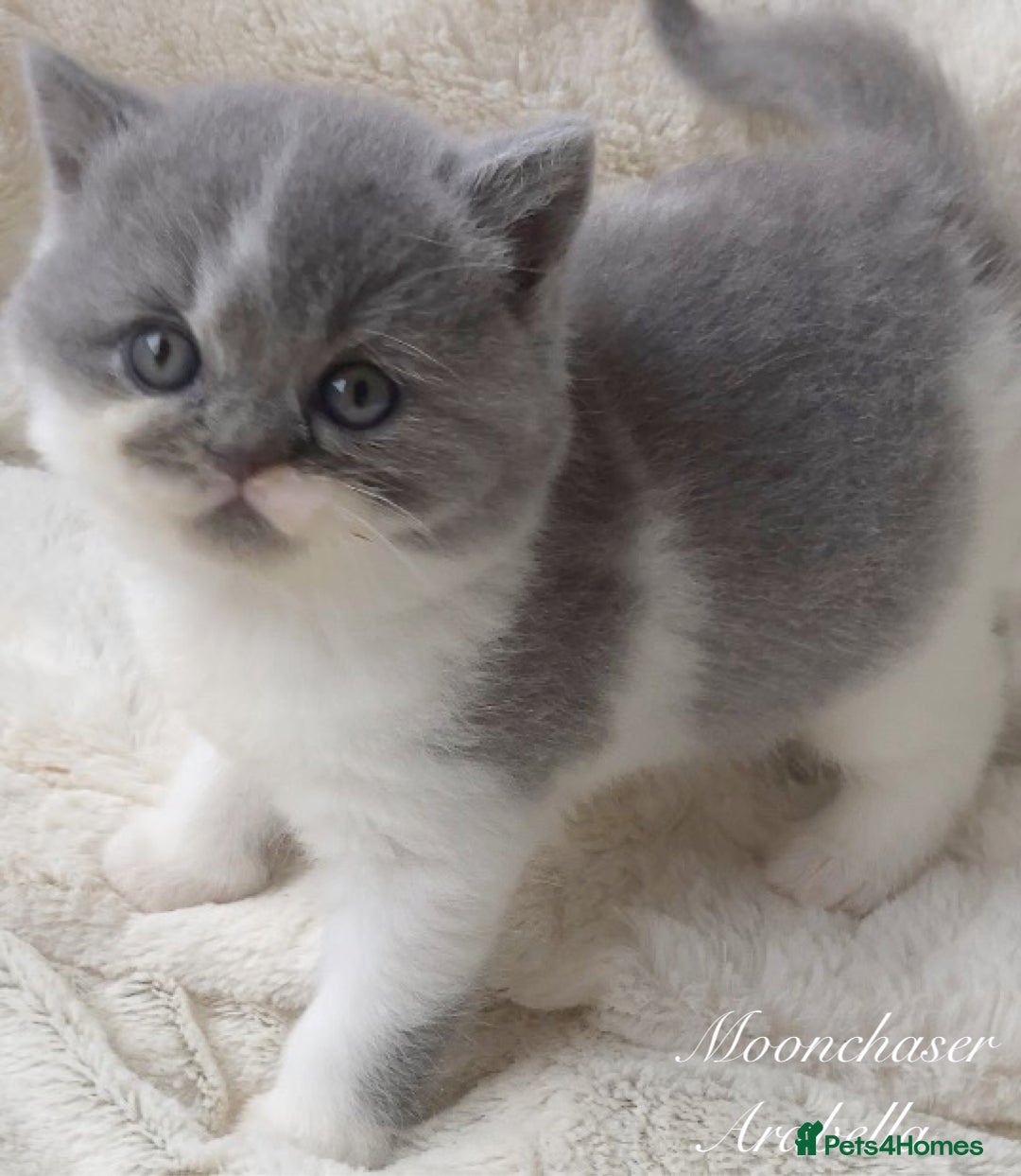 British Shorthair cats for sale: Gorgeous British Shorthairs TICA Registered - Advert 3