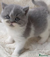 British Shorthair cats Gorgeous British Shorthairs TICA Registered - Advert 6