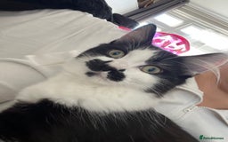 Domestic Shorthair cats for sale: Playful tuxedo boy - Advert 2