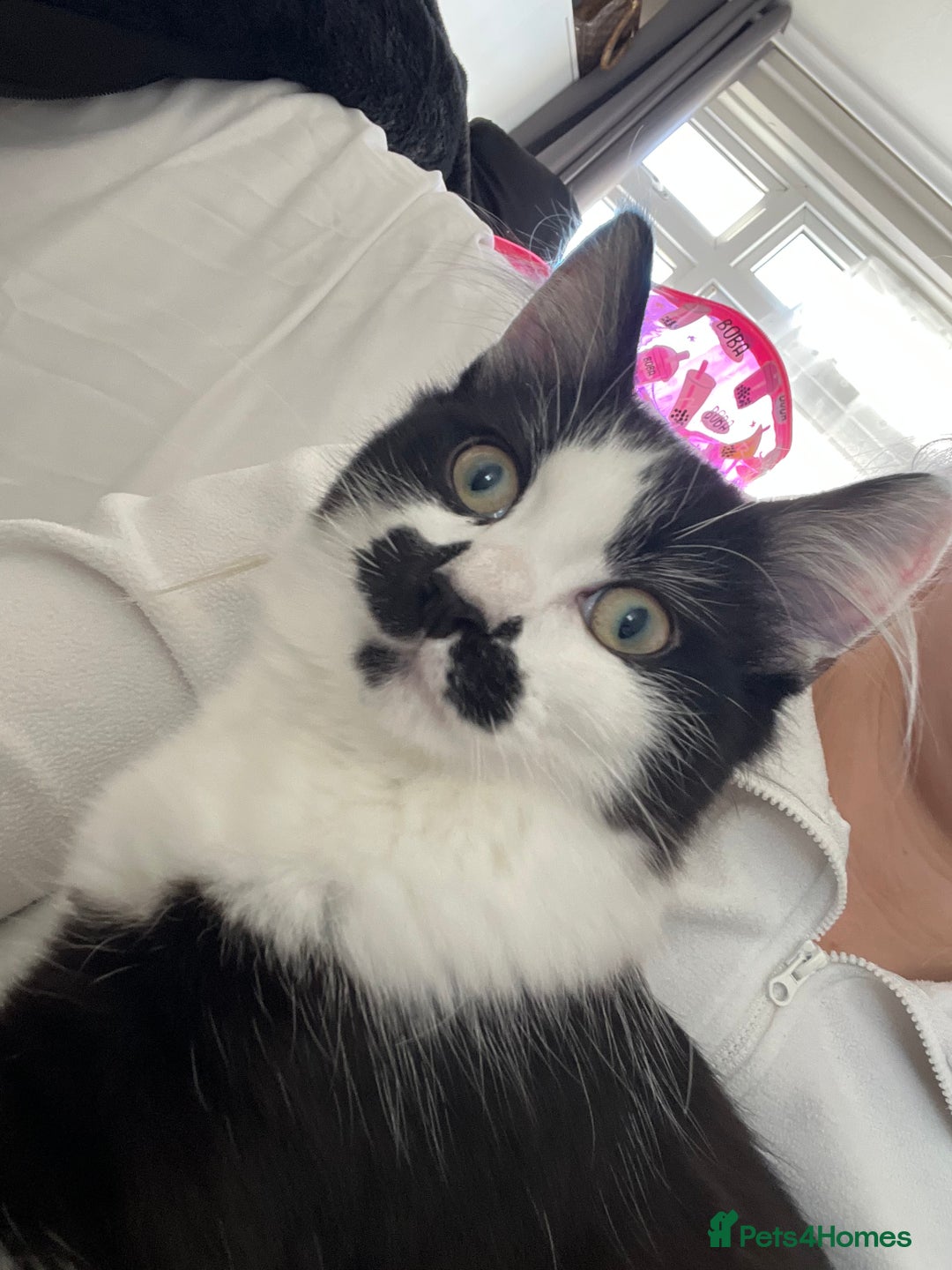 Domestic Shorthair cats for sale: Playful tuxedo boy - Advert 2