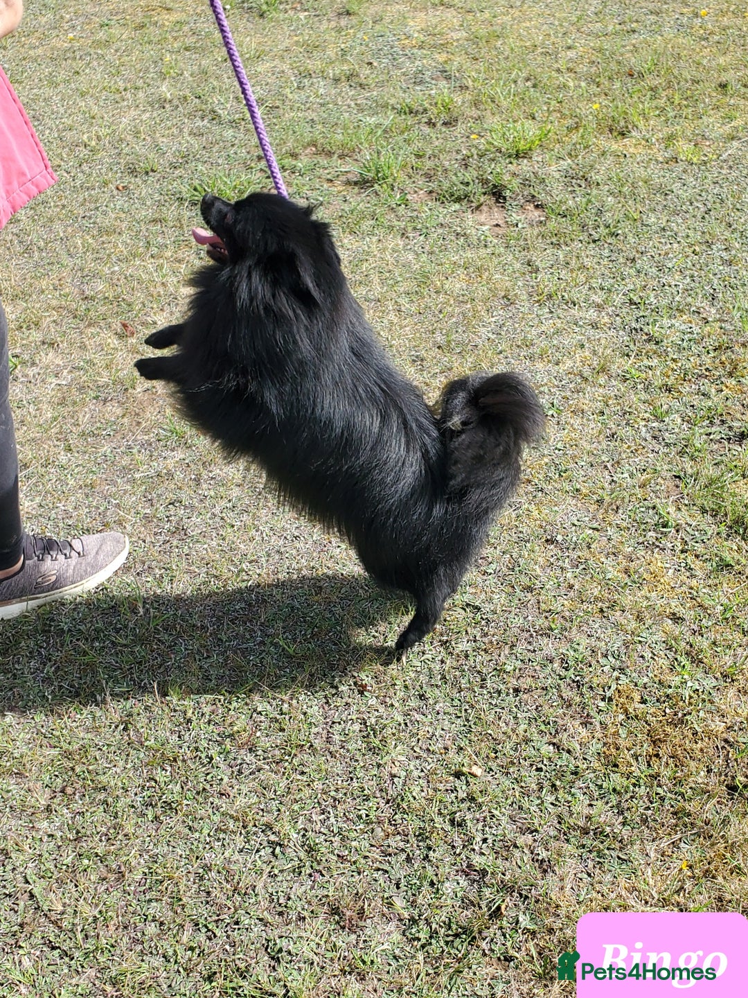 German Spitz dogs for sale: Bluey & Bingo looking for Loving Homes.  - Advert 16