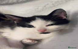 Domestic Shorthair cats for sale: 2 female kittens for sale - Image 1