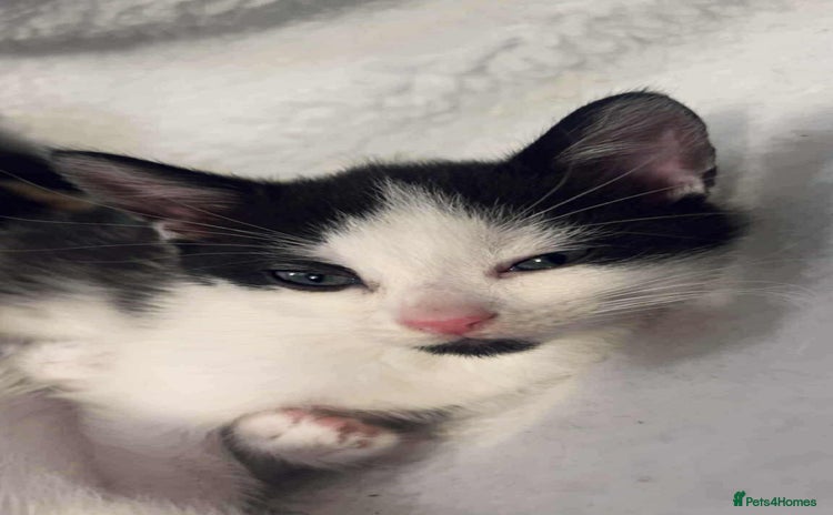 Domestic Shorthair cats - Advert 2
