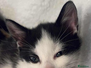 Domestic Shorthair cats - Advert 7