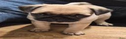 Pug dogs for sale: 1 female pug pup left - Advert 7