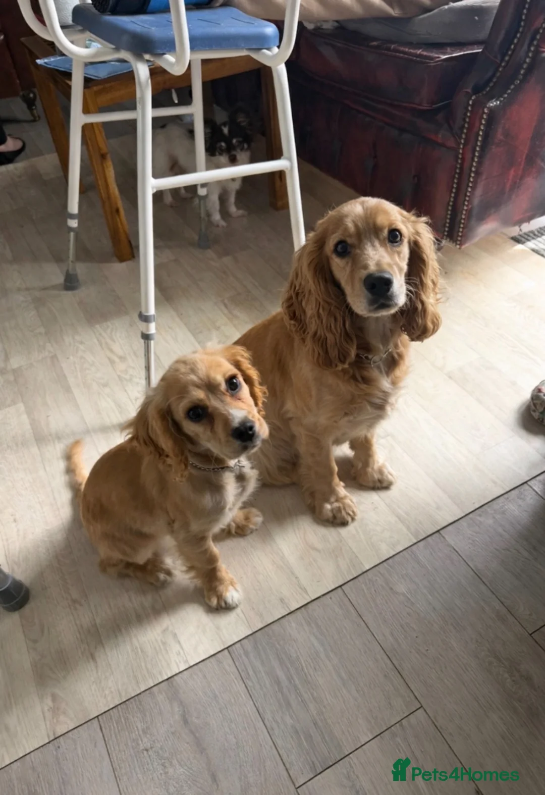 Cockalier dogs for sale: Affectionate Cockerlier  - Advert 7