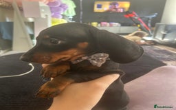 Dachshund dogs for sale: !READY TO LEAVE! REDUCED ! miniature dachshunds  - Image 15