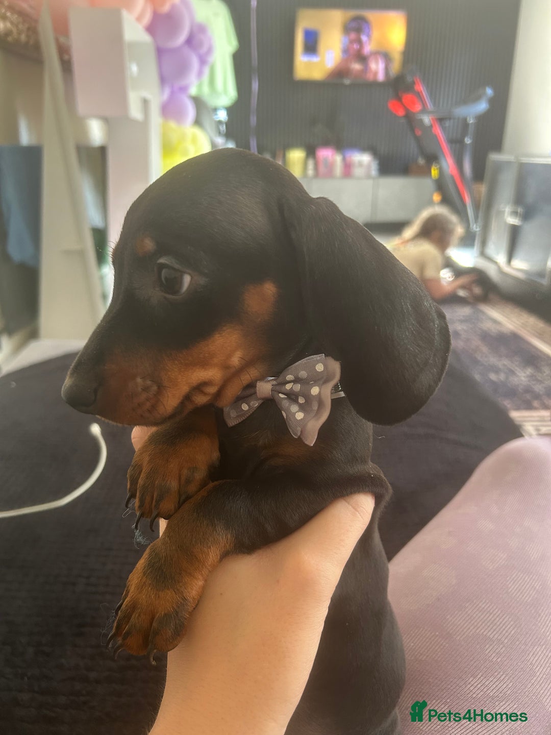 Dachshund dogs for sale: !READY TO LEAVE! REDUCED ! miniature dachshunds  - Image 15