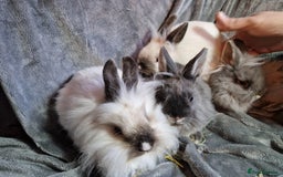 Lionhead rabbits for sale: Lovely floofy little lionheads males and females - Image 17
