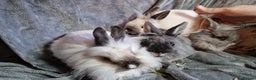 Lionhead rabbits for sale: Lovely floofy little lionheads males and females - Advert 17