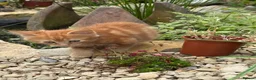 Mixed Breed cats for sale: Kitten s - Advert 3