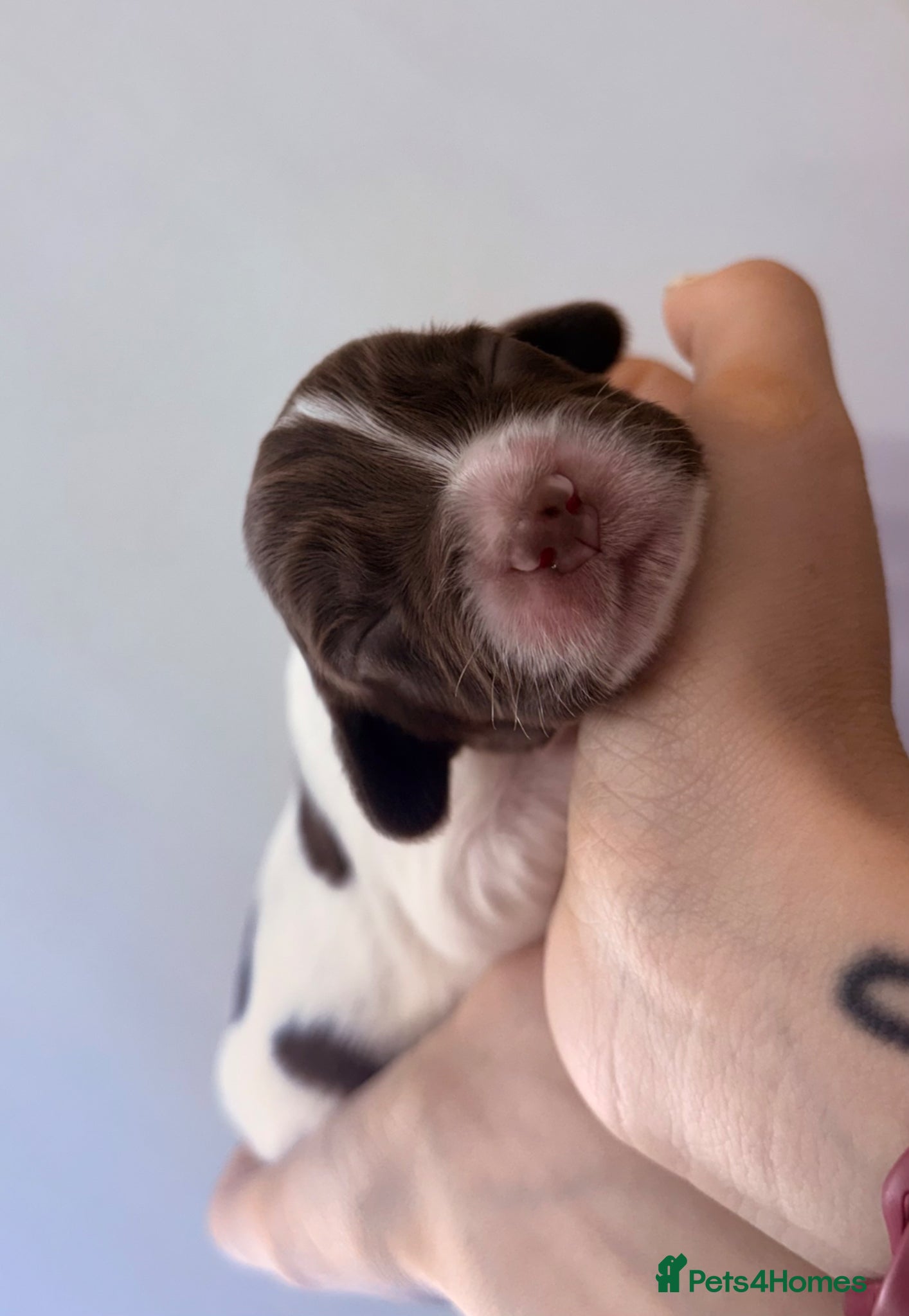 English Springer Spaniel dogs Springer Spaniel Pups - 1 GIRL LEFT  - Advert 15