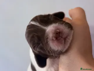 English Springer Spaniel dogs Springer Spaniel Pups - 1 GIRL LEFT - Advert 15