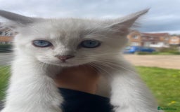 British Shorthair cats for sale: READY NOW,Loving&Playful British Shorthair Kittens - Image 22