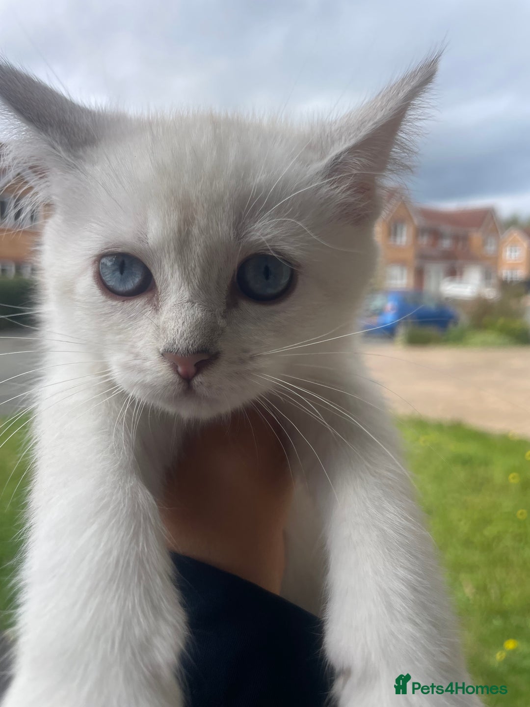 British Shorthair cats for sale: READY NOW,Loving&Playful British Shorthair Kittens - Image 22