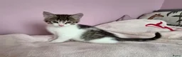 Mixed Breed cats for sale: Gorgeus kittens fir sale . - Advert 5