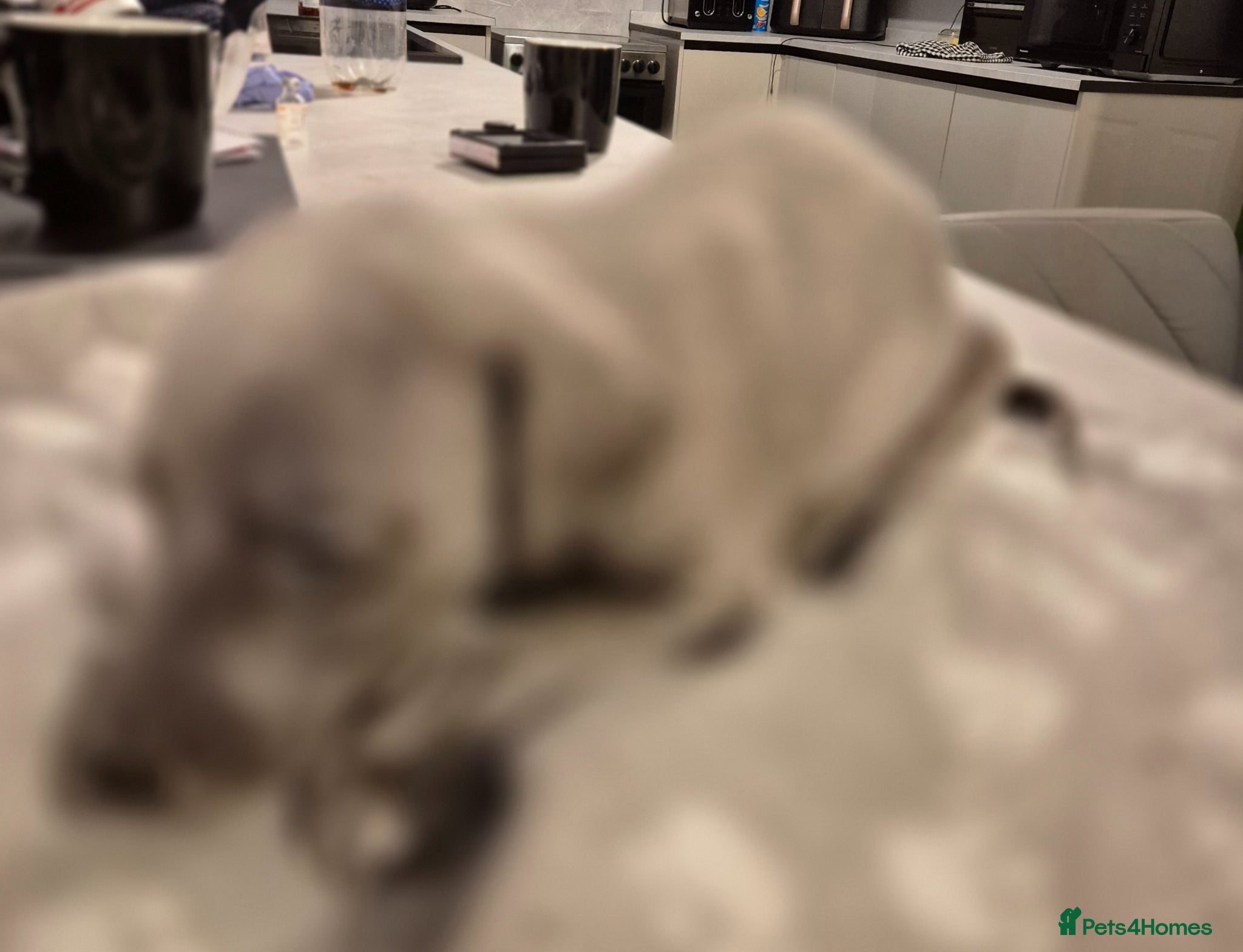 Whippet dogs Kc reg blue whippet pups  - Advert 5