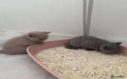 British Shorthair cats for sale: GCCF registered Champion bloodline BSH kittens - Image 19