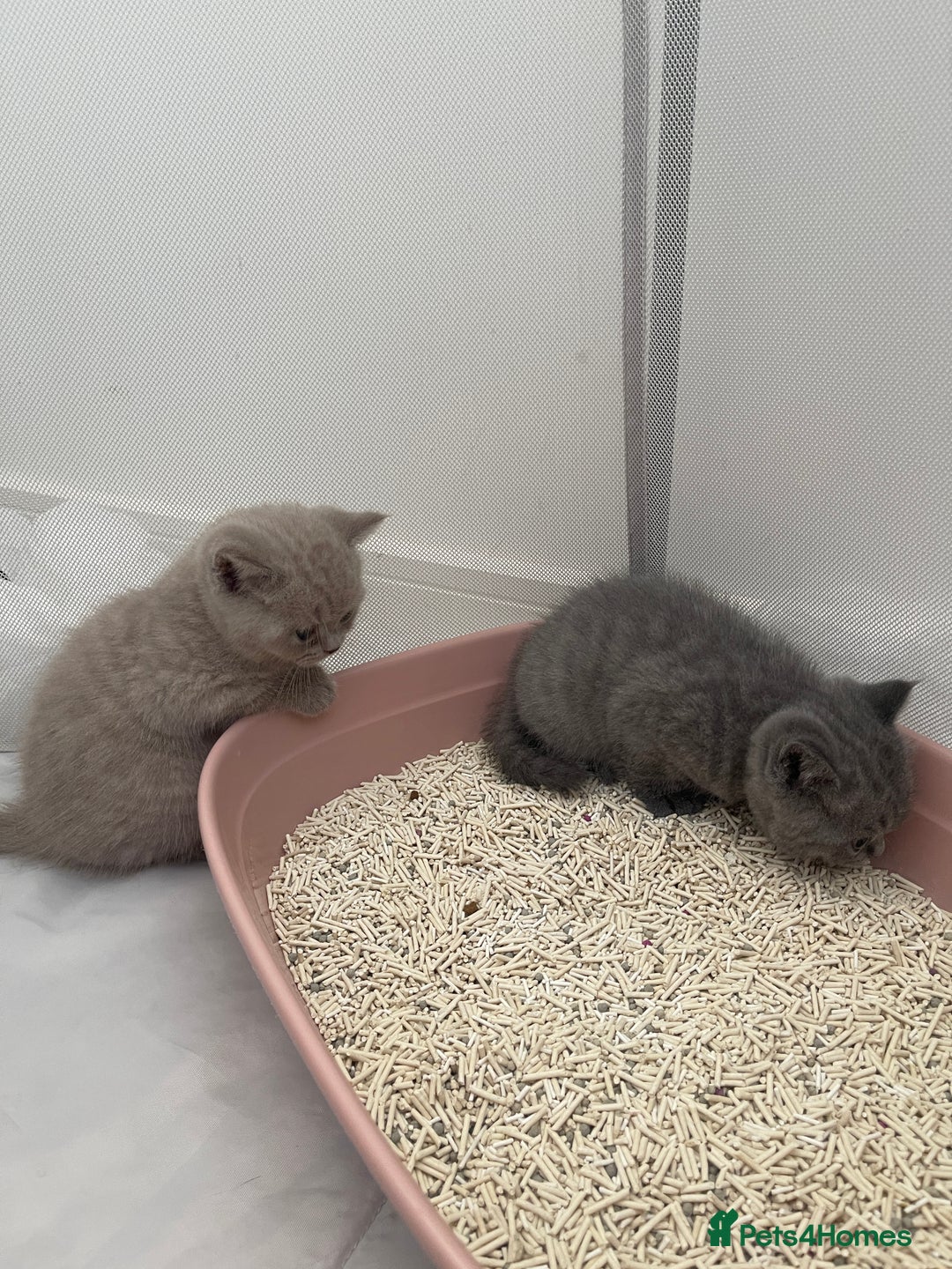 British Shorthair cats for sale: GCCF registered Champion bloodline BSH kittens - Image 19