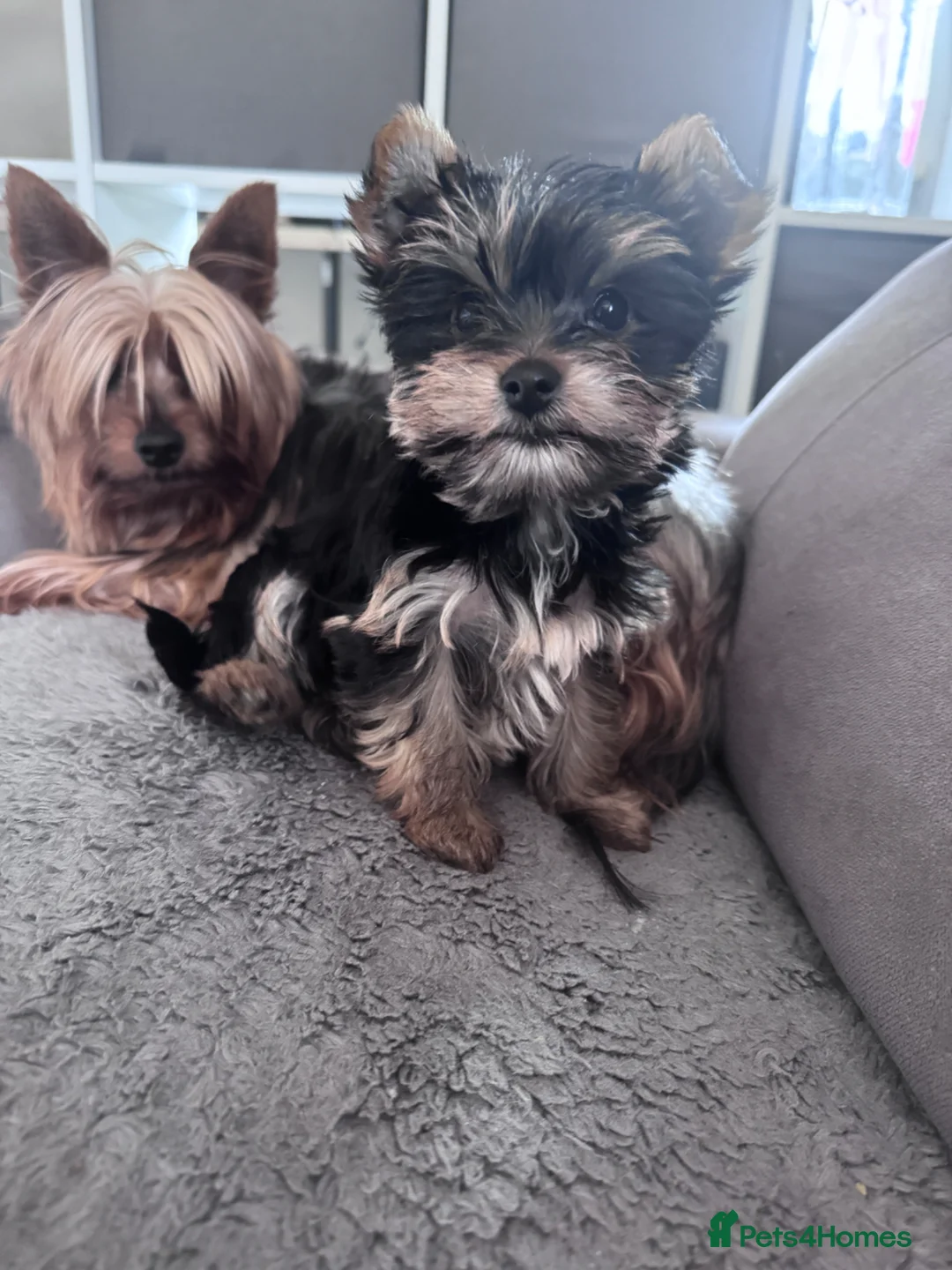 Yorkshire Terrier dogs for sale: Yorkshire terrier boy - Advert 2