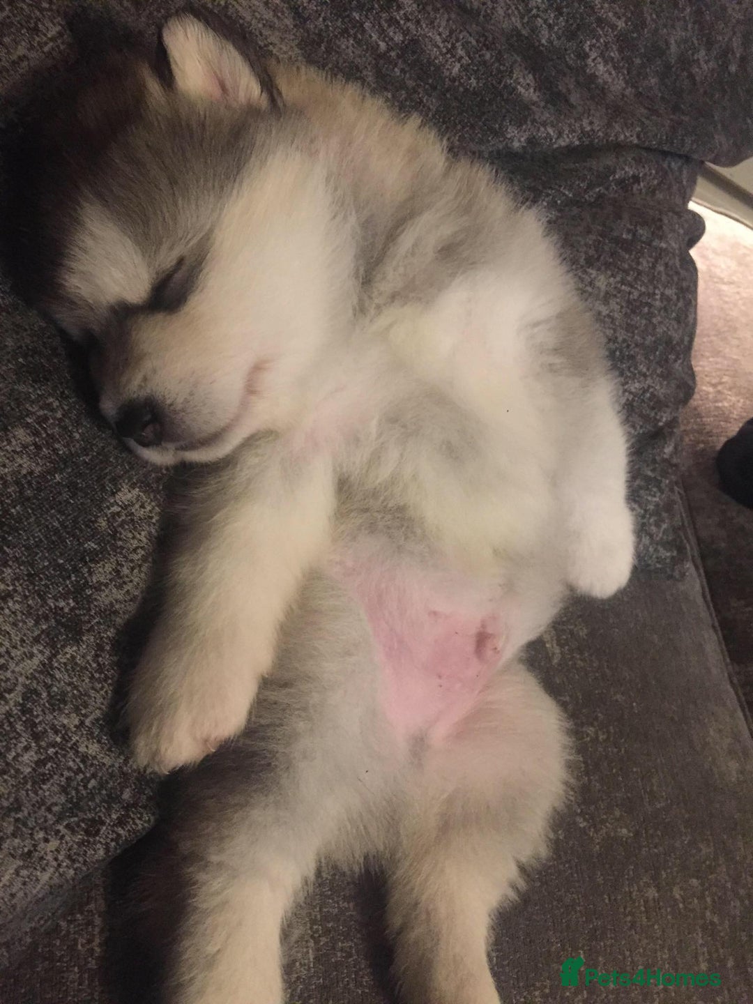 Alaskan Malamute dogs for sale: pure breed alaskan malamutes for sale - Advert 5
