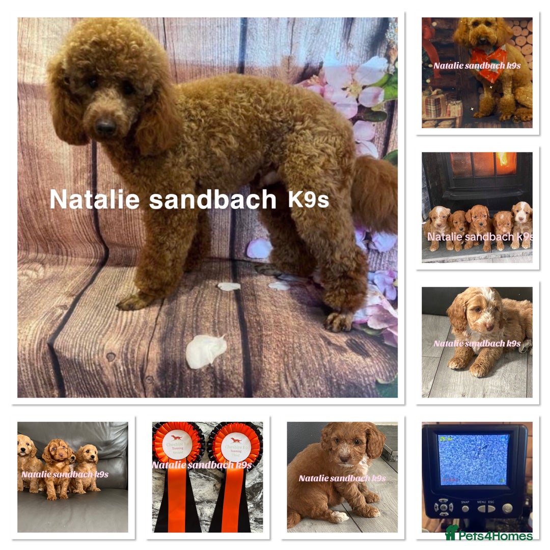 Miniature Poodle dogs for stud: Miniature poodle stud in Sandbach - Advert 11