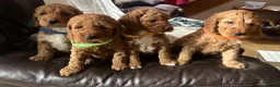 Cockapoo dogs for sale: Cockapoo puppies  - Advert 5