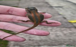 Bearded Dragon reptiles for sale: Pogona vitticeps + vitticeps/Barbata hybrids - Image 12